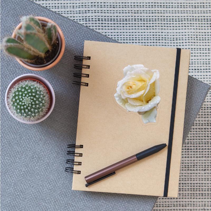 Romantic white rose in the rain